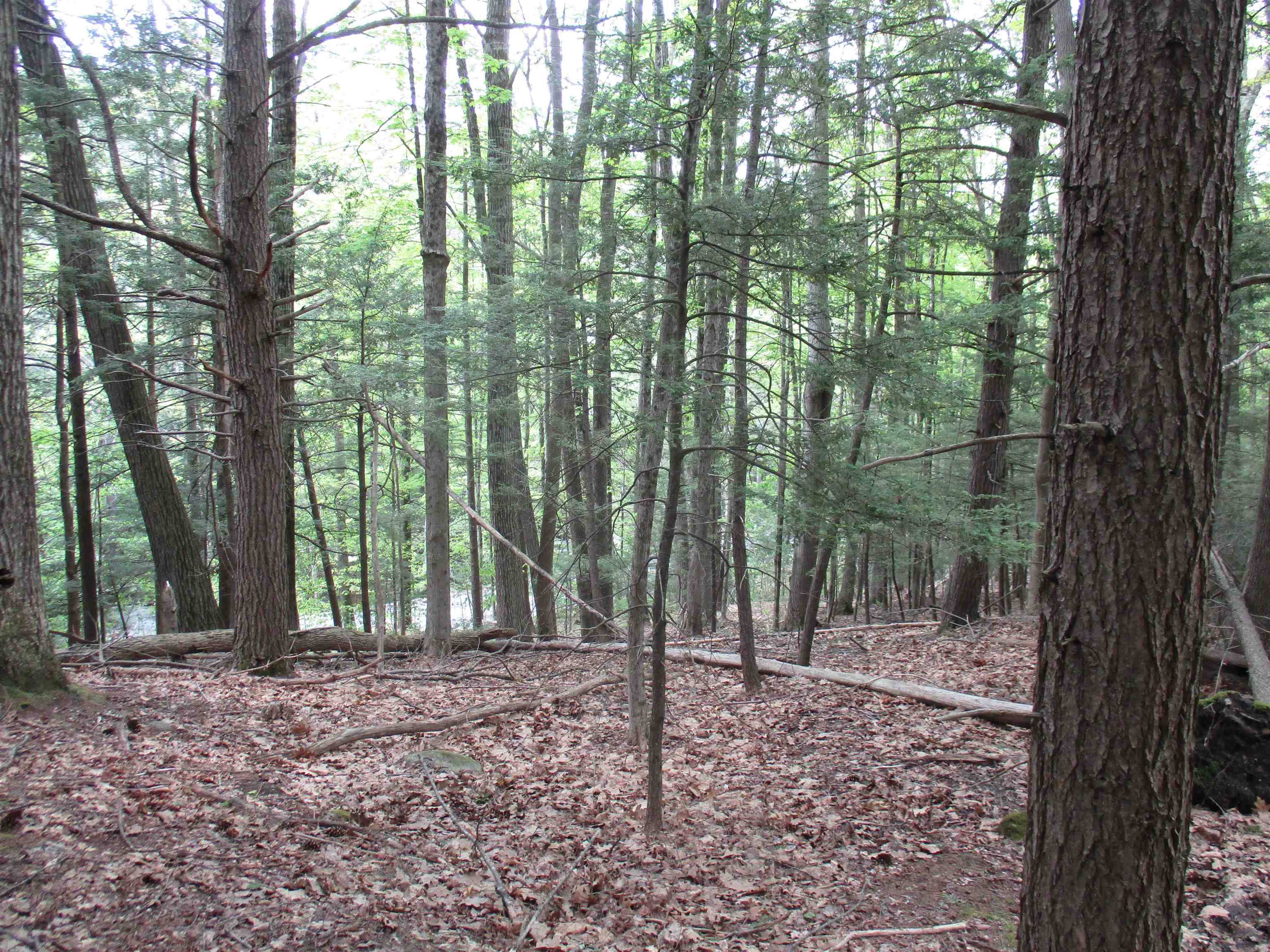 Goffstown, NH 03045,tbt Bog RD
