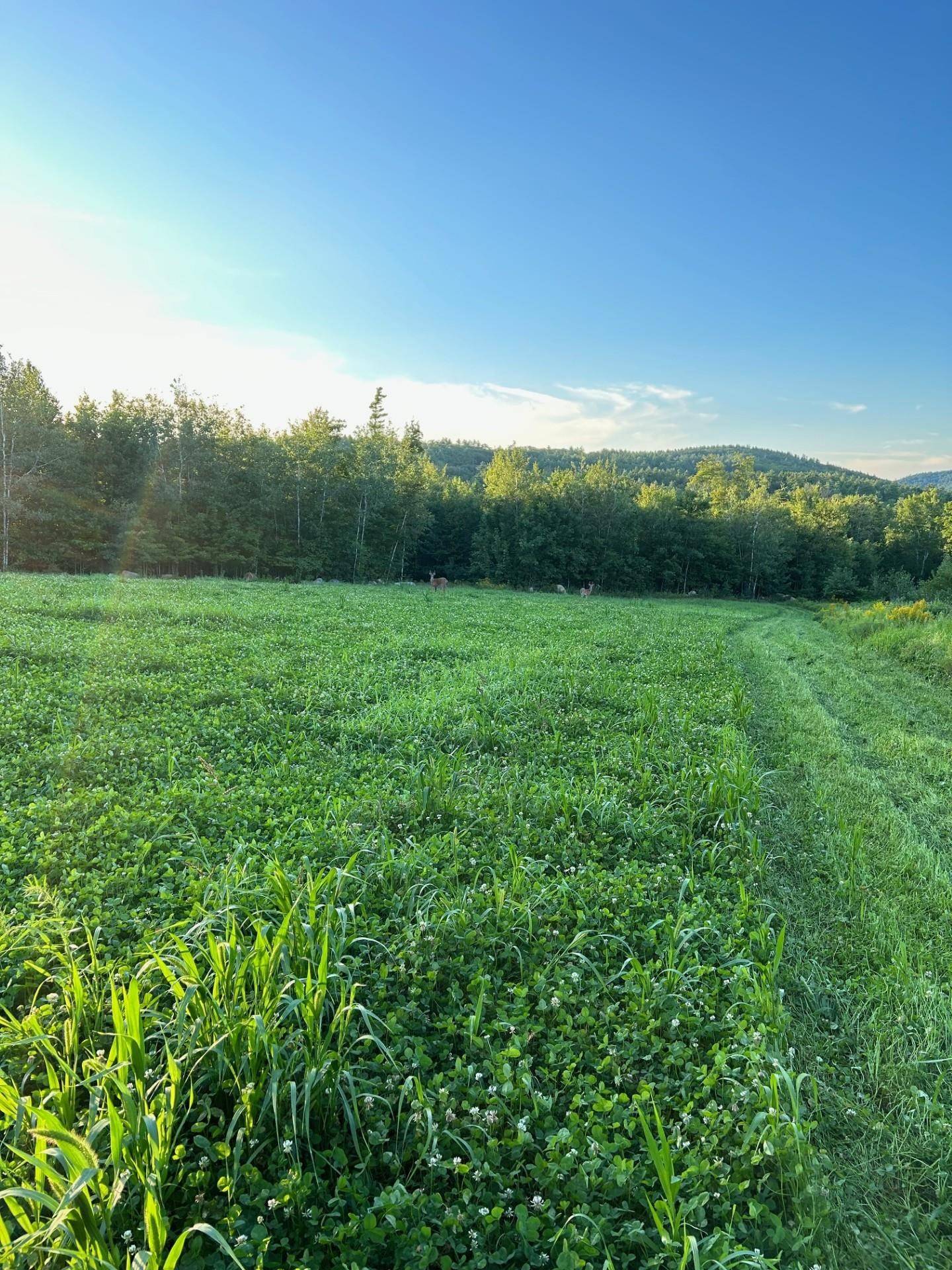 Webster, NH 03303,Map 7 Lot 1, 298 Battle ST
