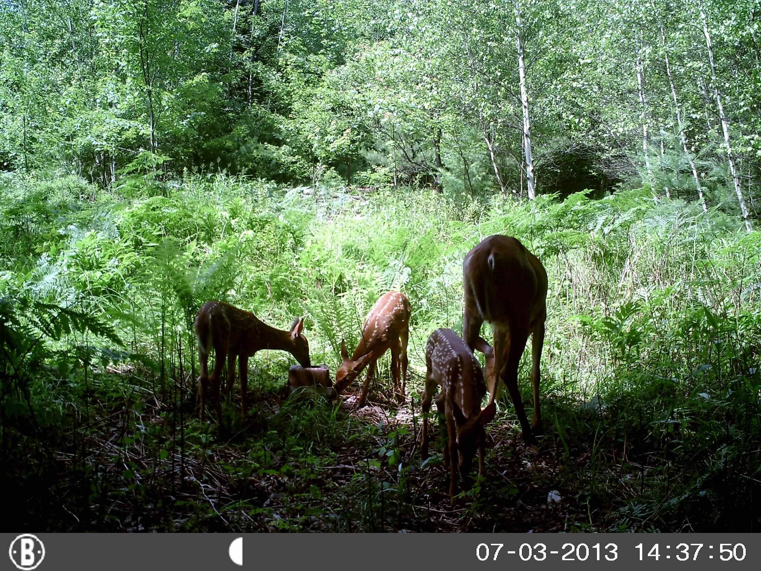 Freedom, NH 03836,50 Milford AVE