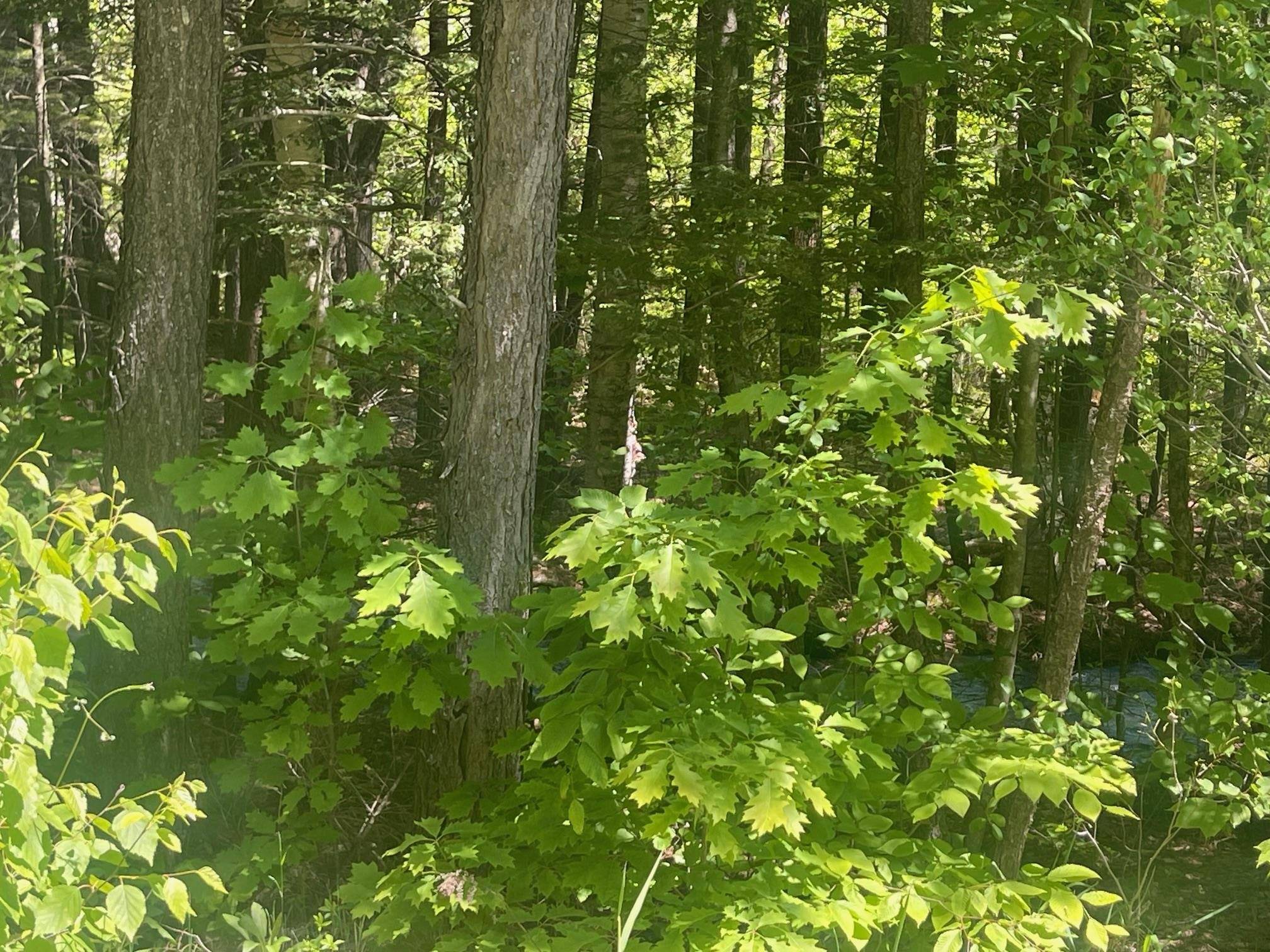 Springfield, NH 03284,Stoney Brook RD