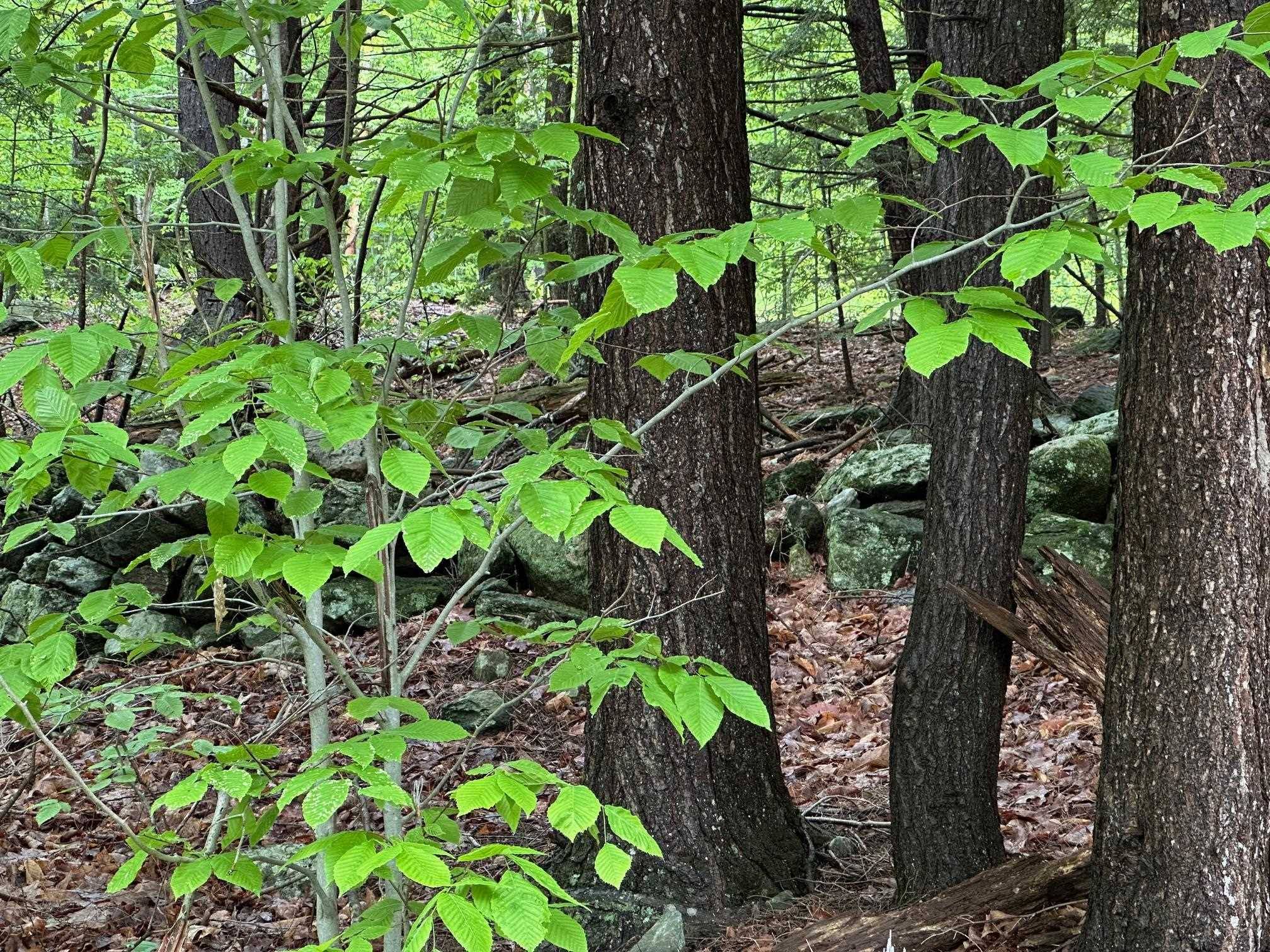 Westminster, VT 05346,Lot 2 Wellington Hill Road W