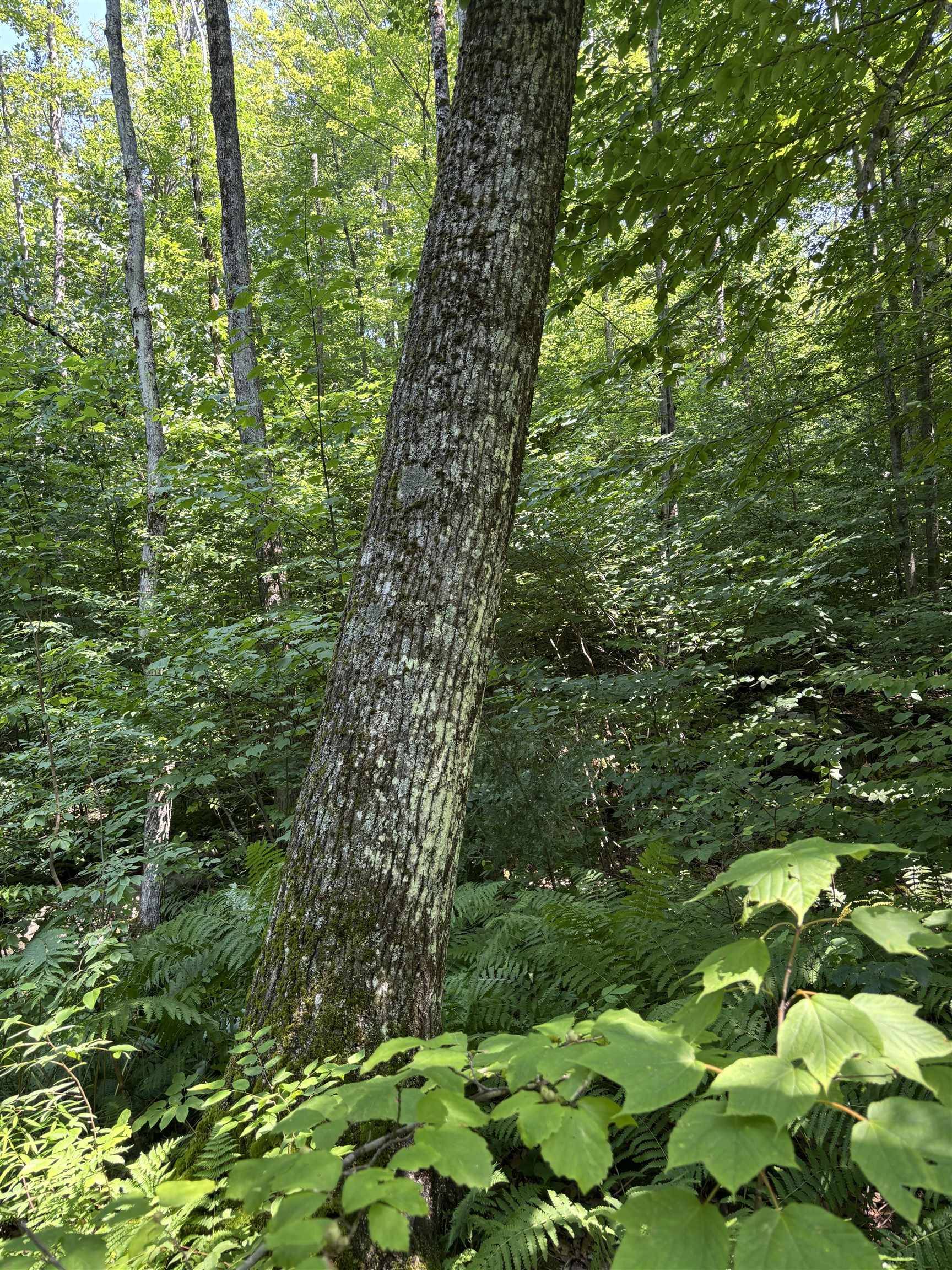 Salisbury, VT 05769,Upper Plains RD