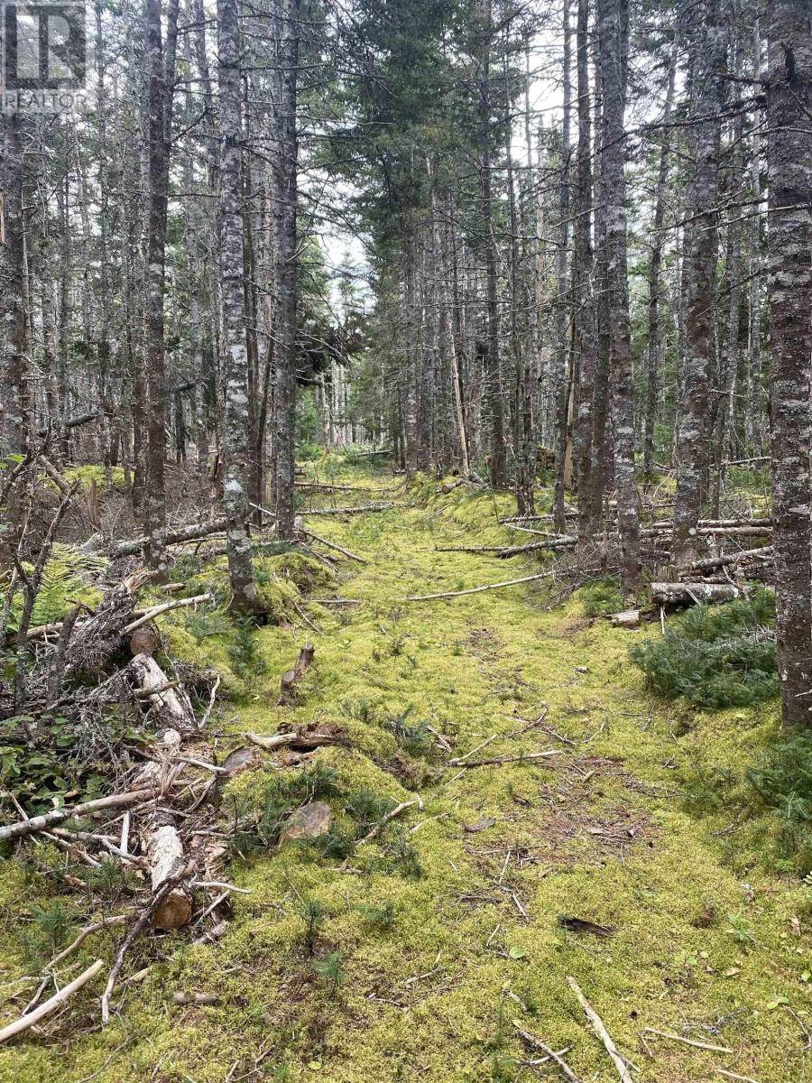 Round Island, NS B1P1P4,0 No. 255 Highway