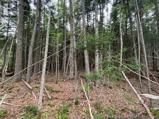 Minto, NB O0O0O0,LOT Pleasant Drive