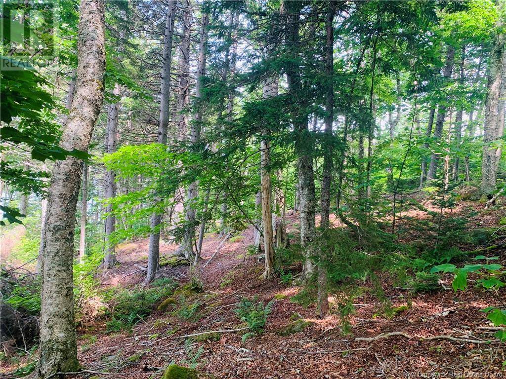 Wilsons Beach, NB E5E1Z4,85-81 Bunker Hill Road