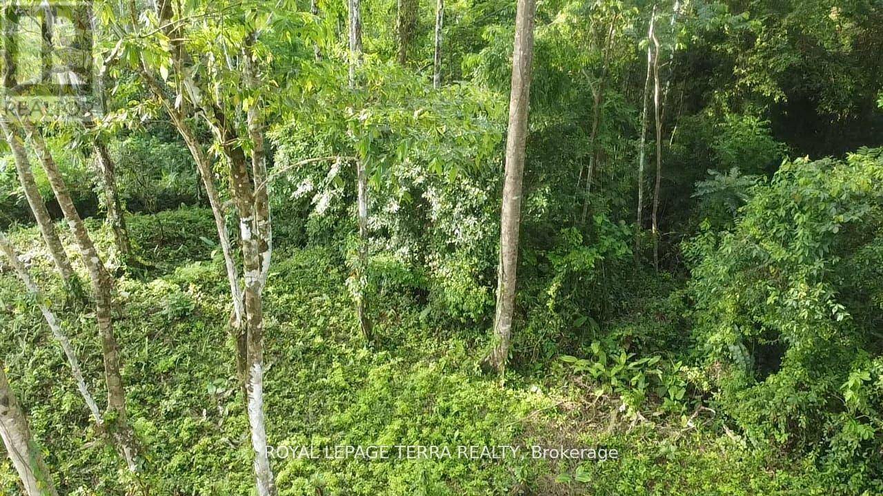 Costa Rica, ON,2 AVENIDA PRINCIPLE
