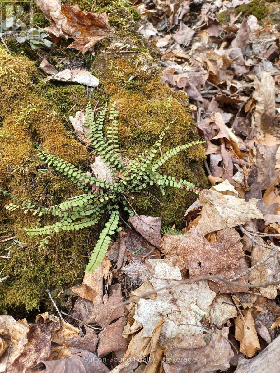 Georgian Bluffs, ON N0H2T0,382309 CONCESSION 17
