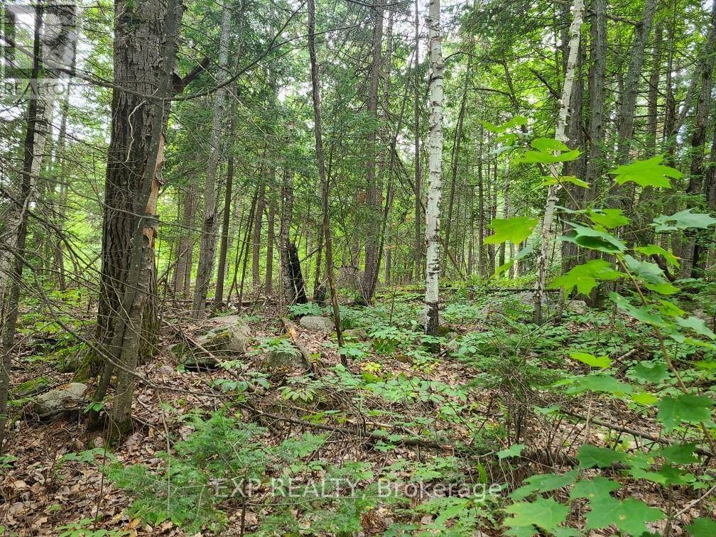 Madawaska Valley, ON K0J2N0,20 PEPLINSKIE HOMESTEAD ROAD