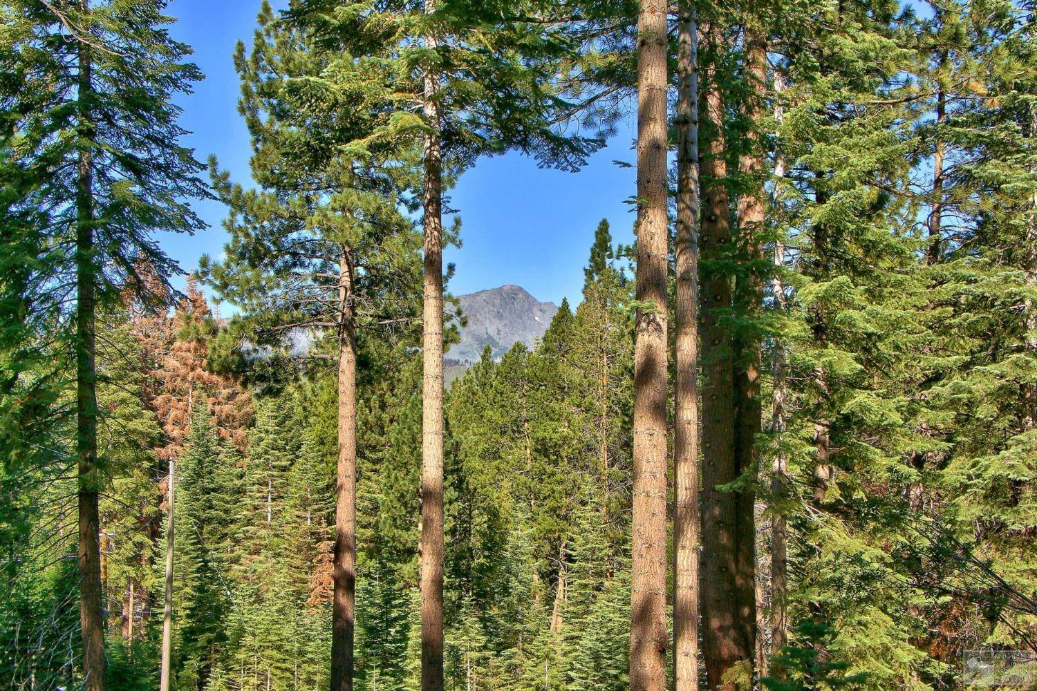 South Lake Tahoe, CA 96150,1428 Skyline Drive