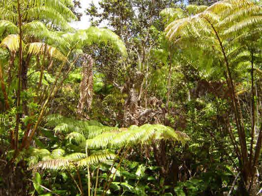 Volcano, HI 96785,ALANUI IIWI