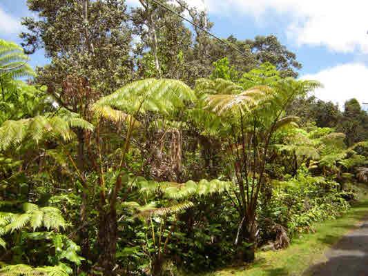 Volcano, HI 96785,ALANUI IIWI