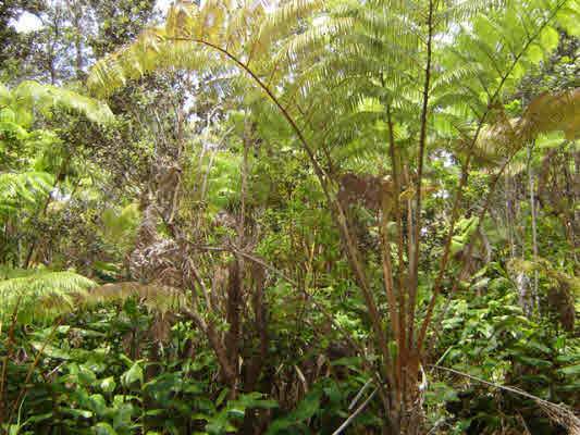 Volcano, HI 96785,ALANUI IIWI