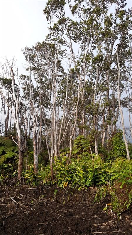 Volcano, HI 96785,19-3140 MAMAKI Lane