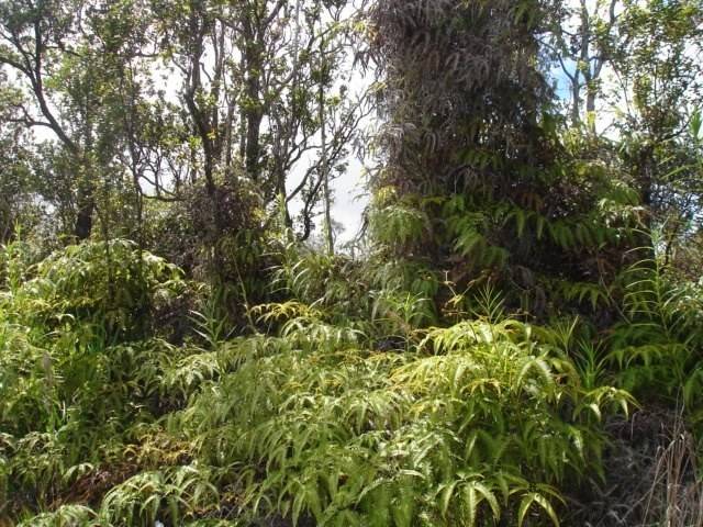 Volcano, HI 96785,OHIALANI RD