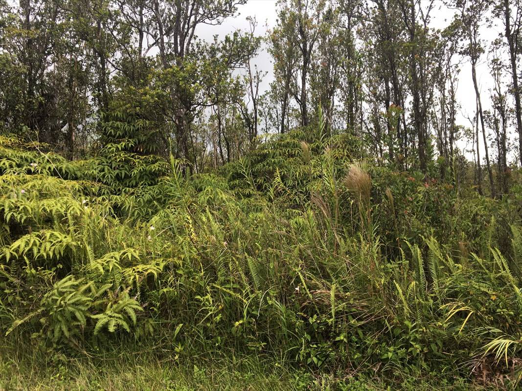 Volcano, HI 96785,KOKOKAHI RD