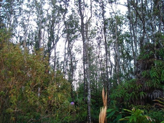 Volcano, HI 96785,OHIALANI RD