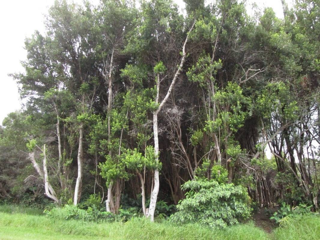 Hawaiian Natl Park, HI 96718,PUKEAWE CIR