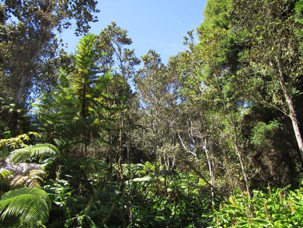 Volcano, HI 96785,ALANUI IIWI