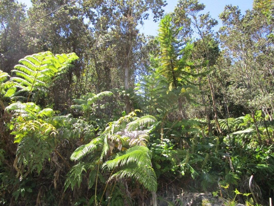 Volcano, HI 96785,ALANUI IIWI