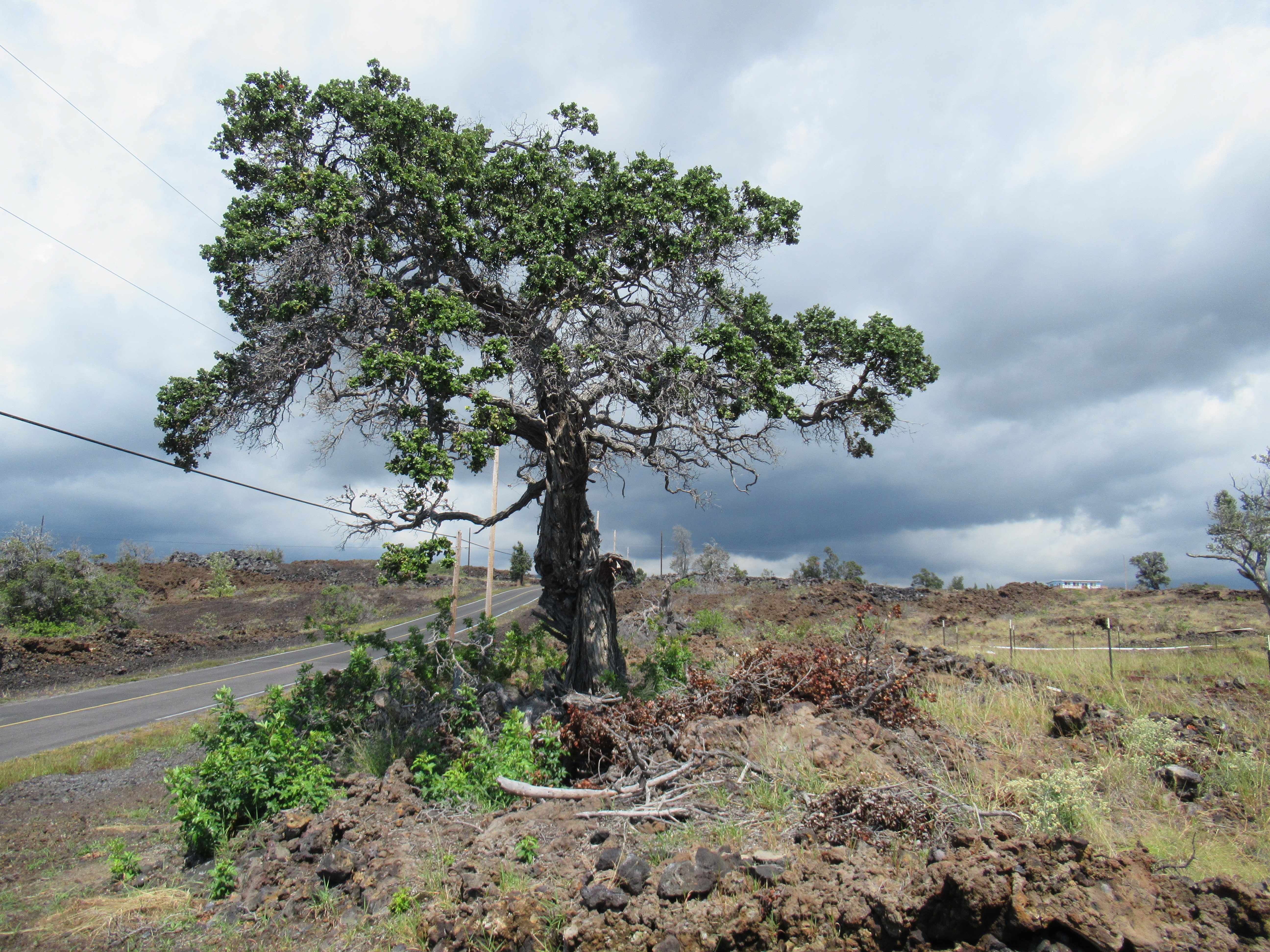 Ocean View, HI 96737,KOHALA BLVD