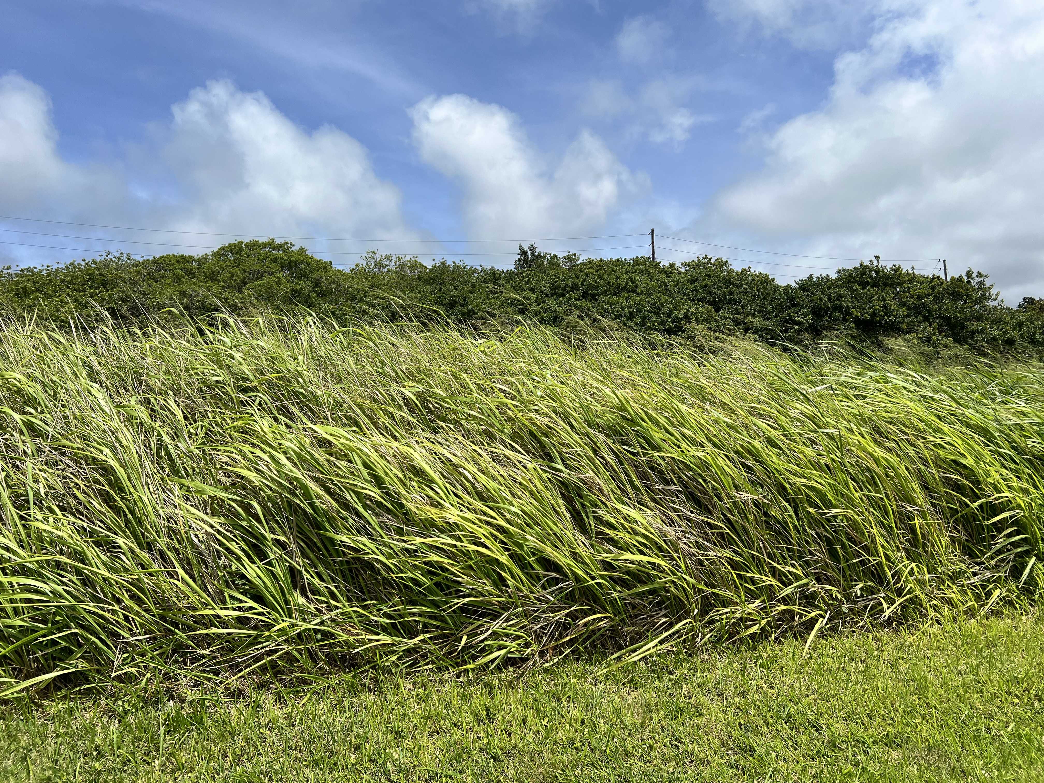 Naalehu, HI 96772,KALAKAU ST