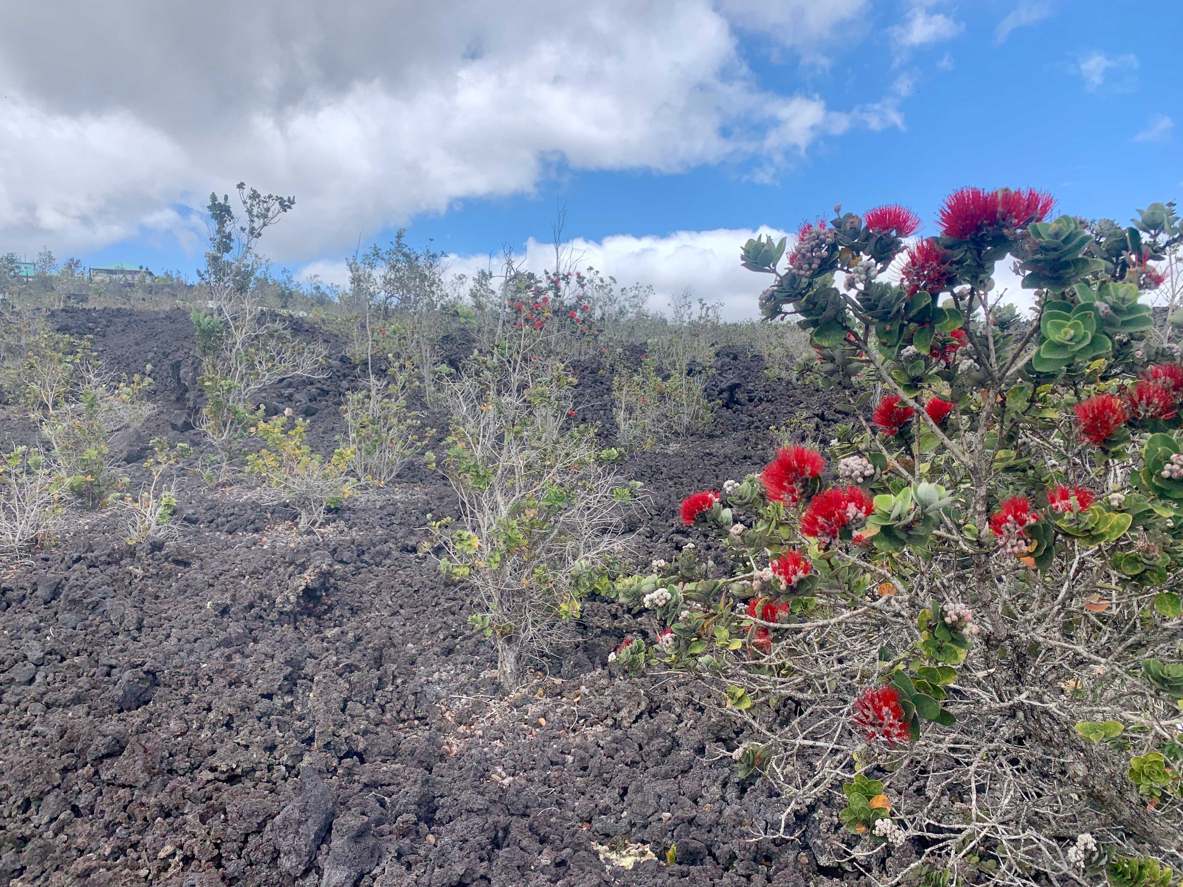 Ocean View, HI 96737,LEHUA LN