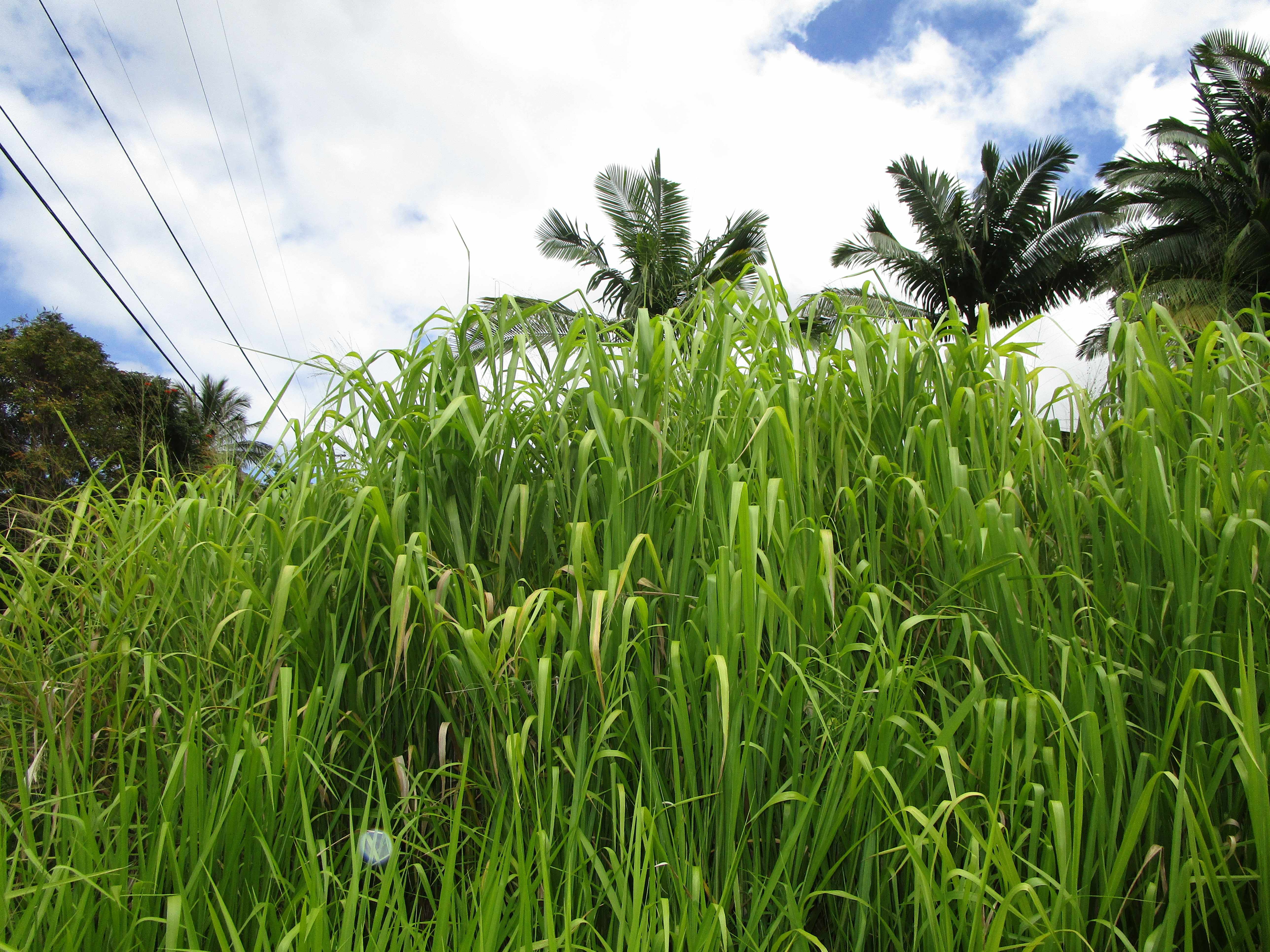 Laupahoehoe, HI 96764,PUUALAEA HOMESTEAD RD