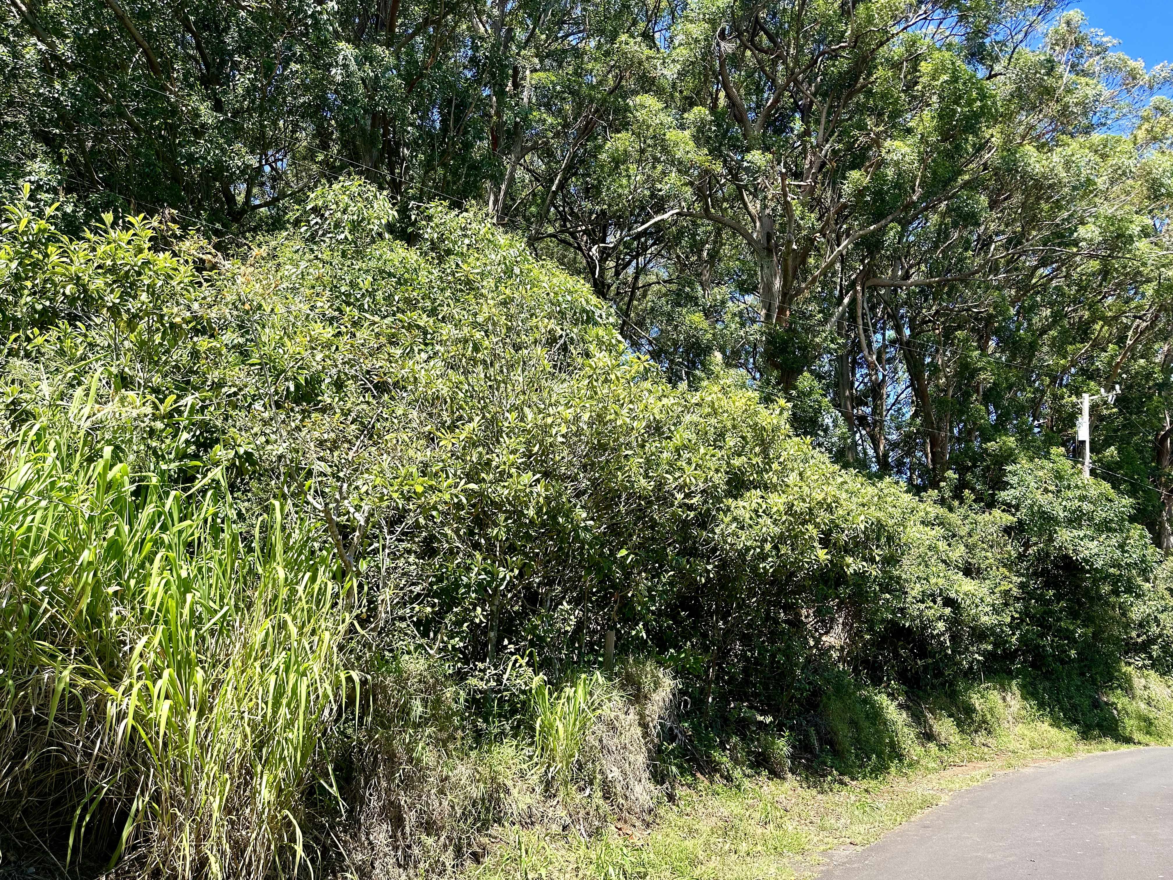 Honokaa, HI 96727,KAAPAHU RD