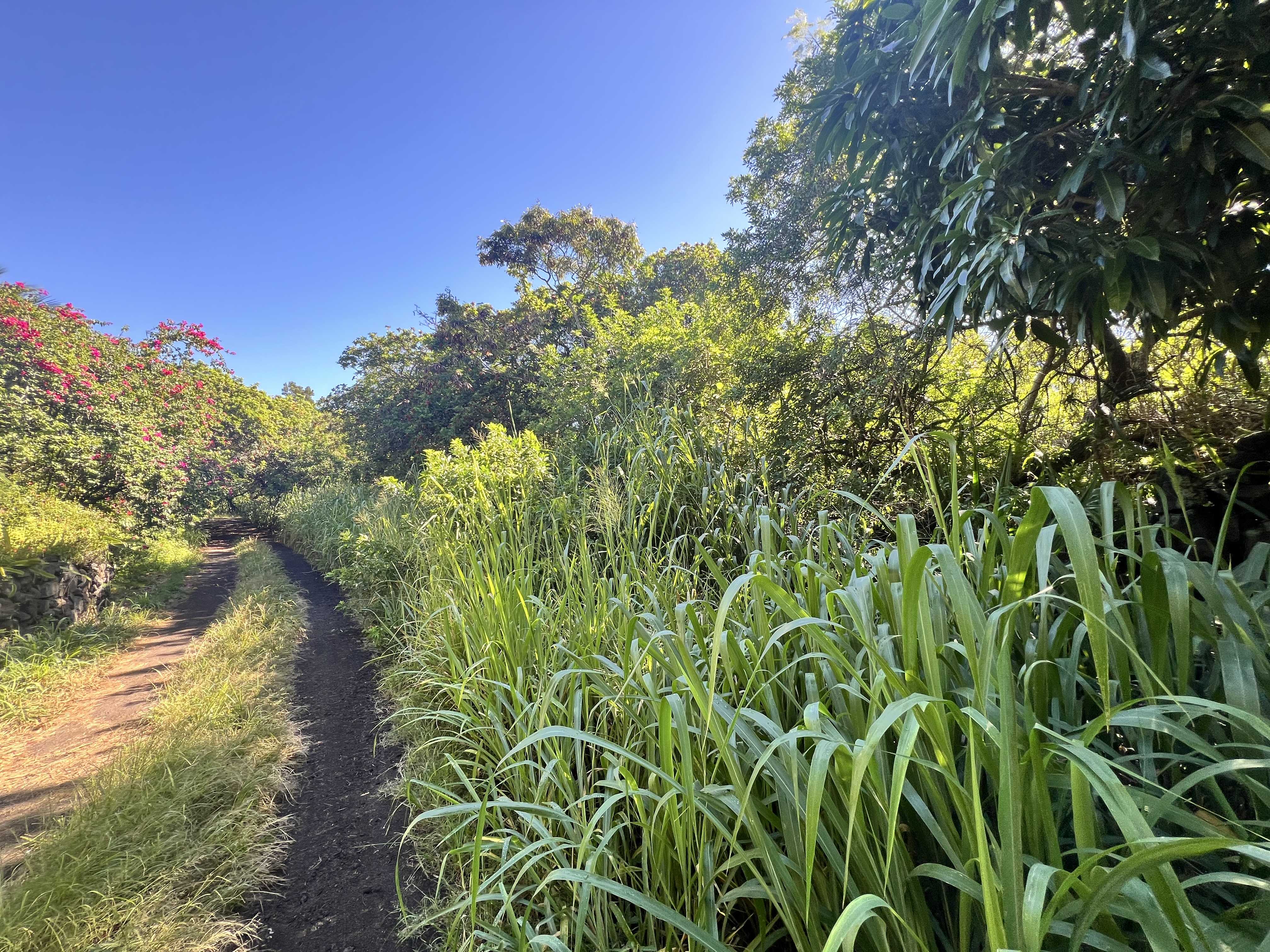 Naalehu, HI 96772,PALAOA RD