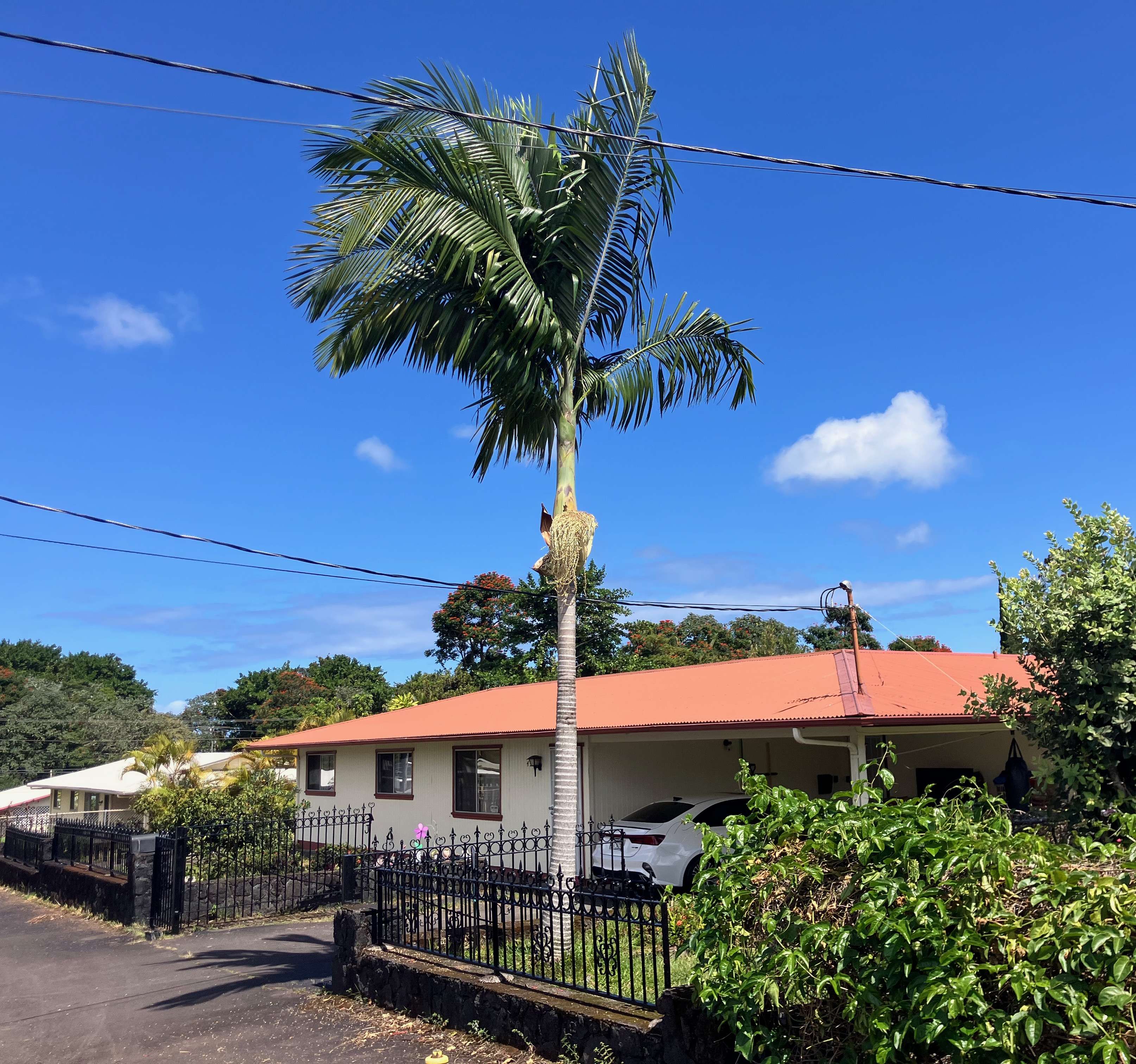 Hilo, HI 96720,49 KUHILANI ST