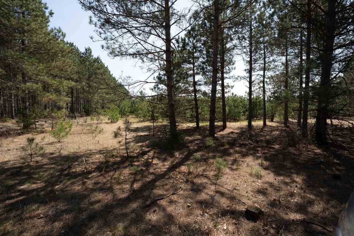 Hancock, WI 53943,Lot 19 Bighorn Ave