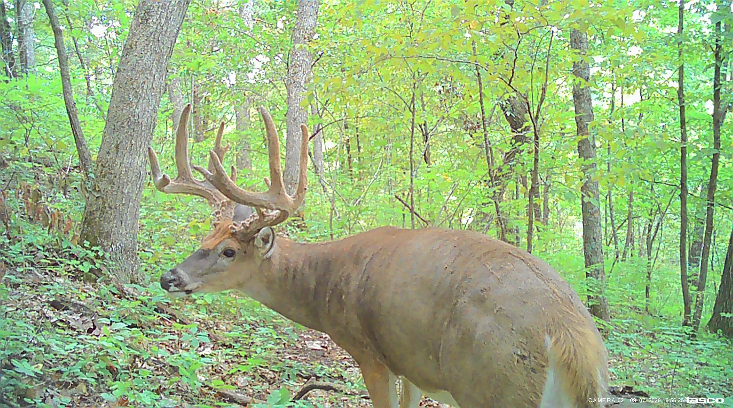 Soldiers Grove, WI 54655,43.62 Ac County Road C