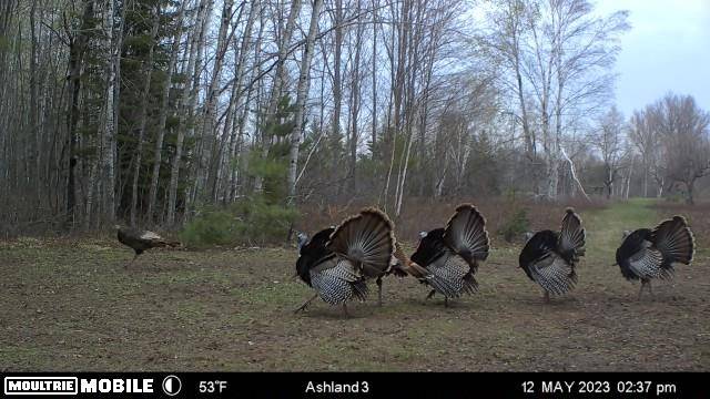 Ashland, WI 54806,30450 Woodland Road