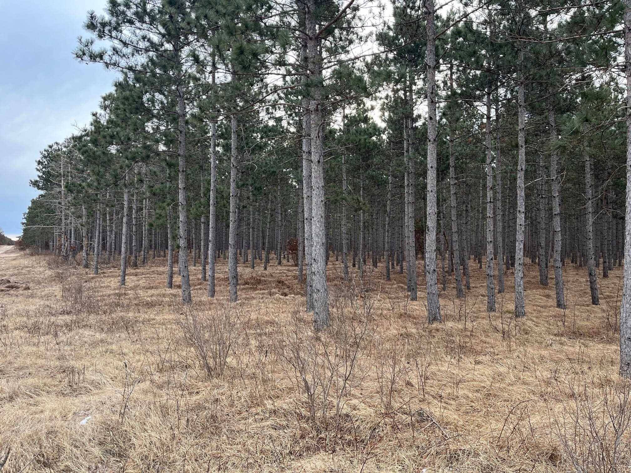 Nekoosa, WI 54457,57.71 AC Adams Avenue