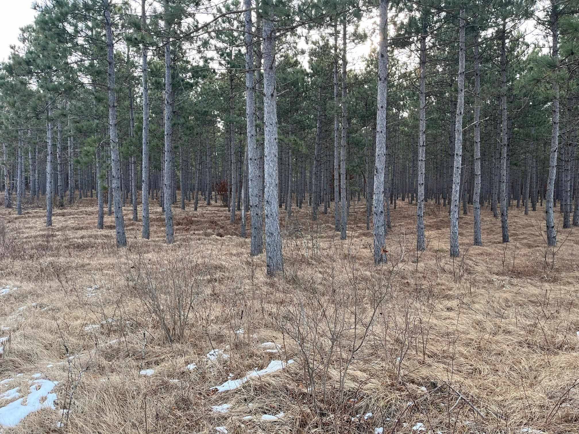 Nekoosa, WI 54457,57.71 AC Adams Avenue