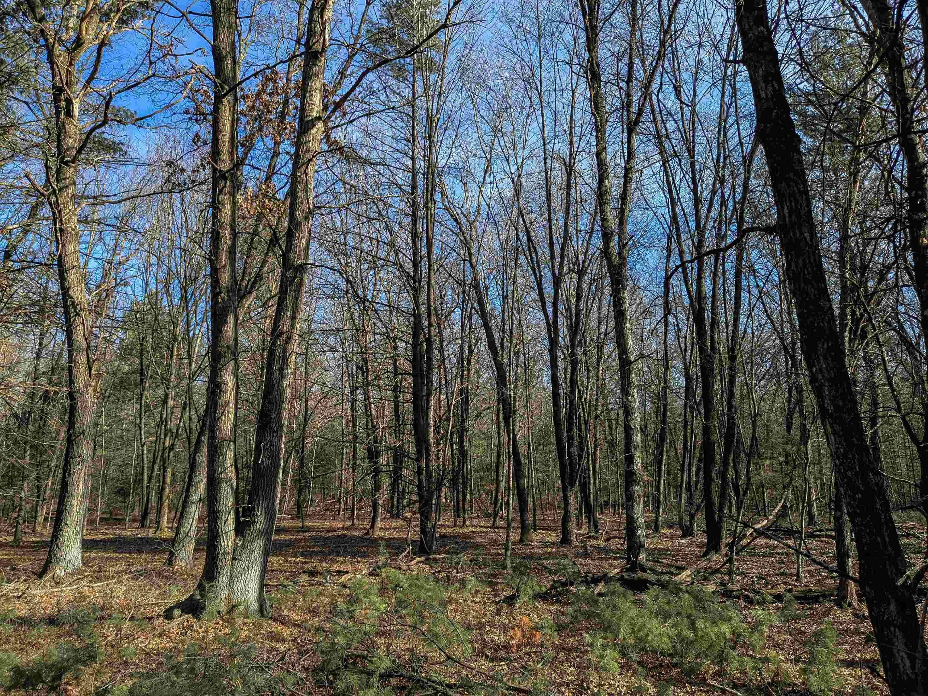 New Lisbon, WI 53950,4.74 Acres Ria Lane