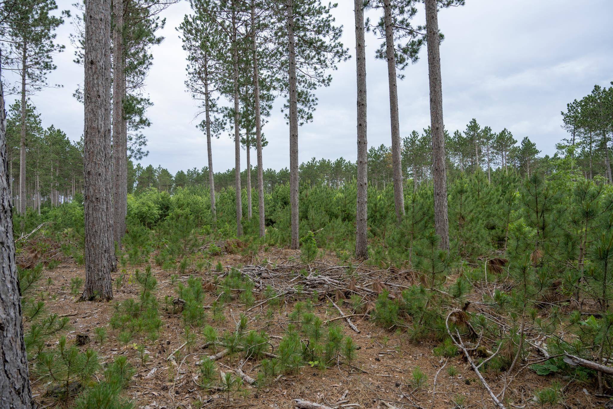 Nekoosa, WI 54457,Lot 5 Bollig Court