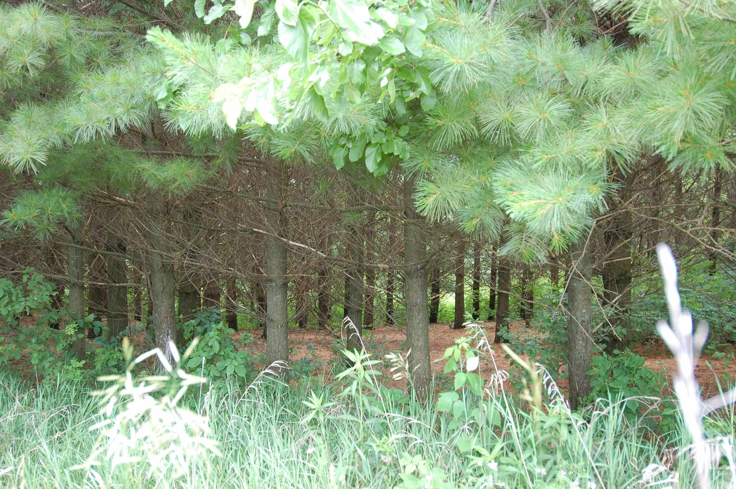 Muscoda, WI 53573,11 Eagle Cave Road