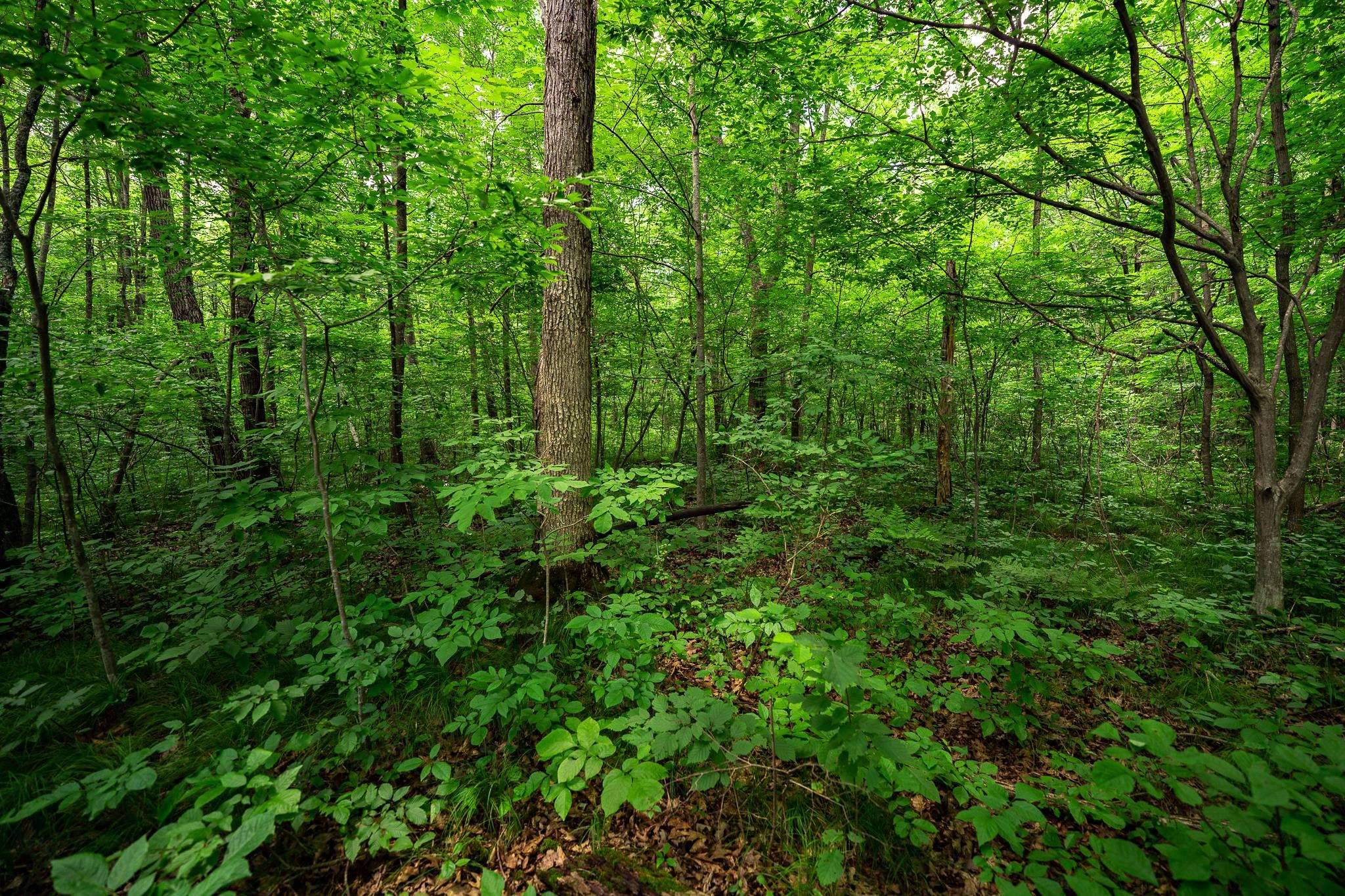 Conrath, WI 54731,13.33 acres Oak Ridge Road