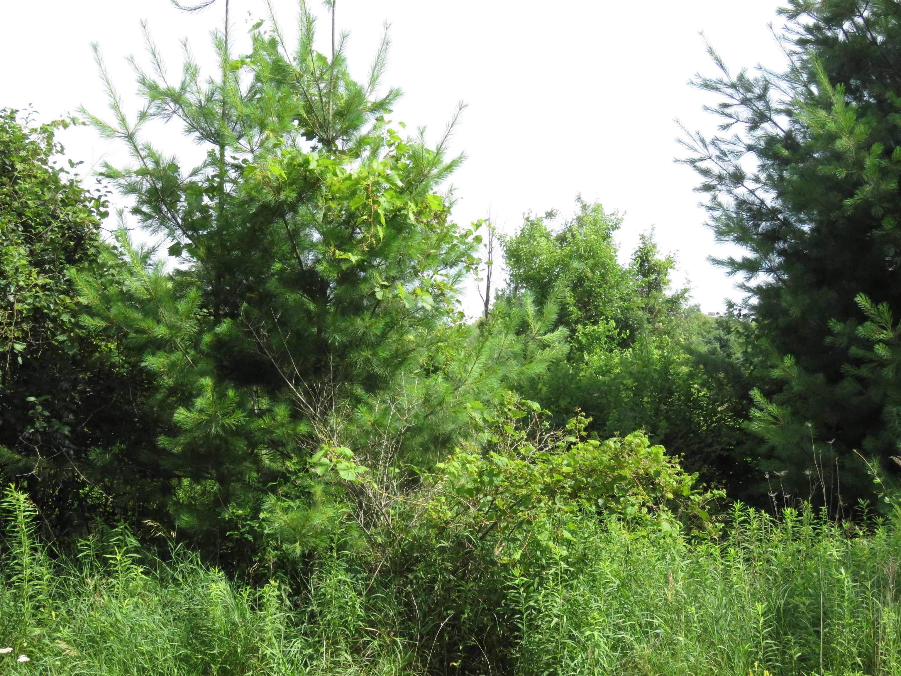 Elkhorn, WI 53121-0000,1 Acre Woodridge Drive
