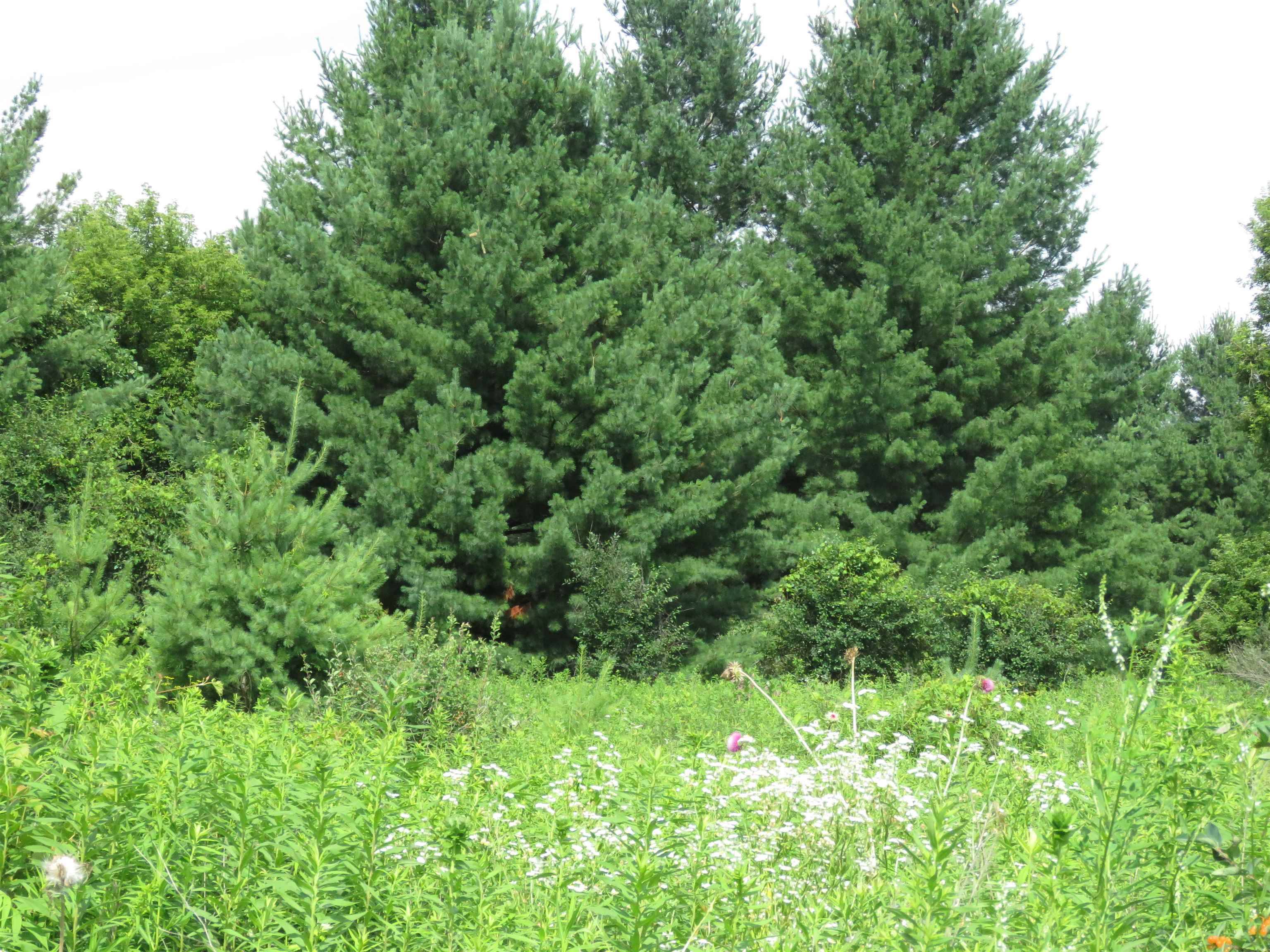 Elkhorn, WI 53121-0000,1 Acre Woodridge Drive