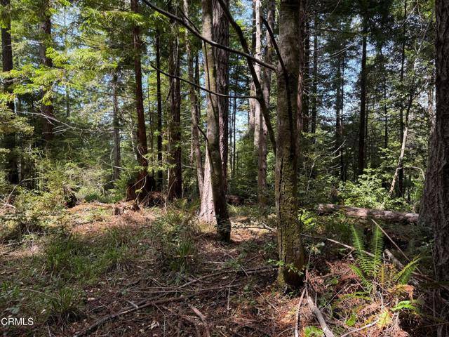 Westport, CA 95488,23501 Branscomb