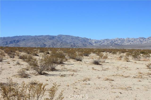 29 Palms, CA 92277,4110 Dichondra