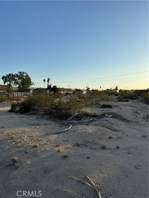 29 Palms, CA 92277,0 Lupine