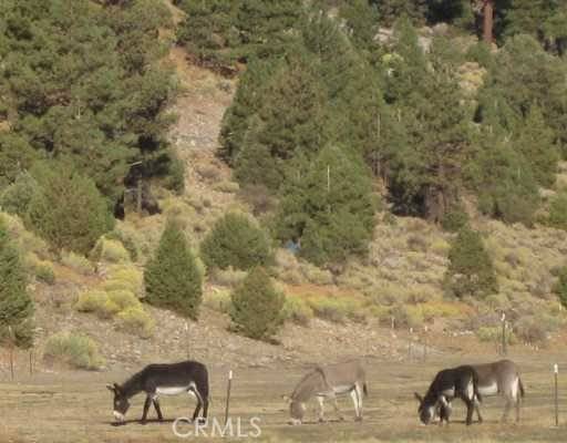 Big Bear, CA 92314,2151 Erwin Ranch