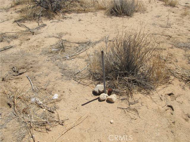 Joshua Tree, CA 92252,0 CIELITO