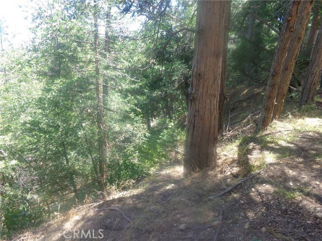 Cedarpines Park, CA 92322,1 Buckthorne