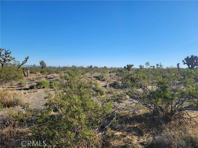 Pinon Hills, CA 92372,0 Buckwheat