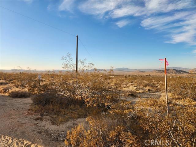 Johnson Valley, CA 92285,52000 Ocotillo