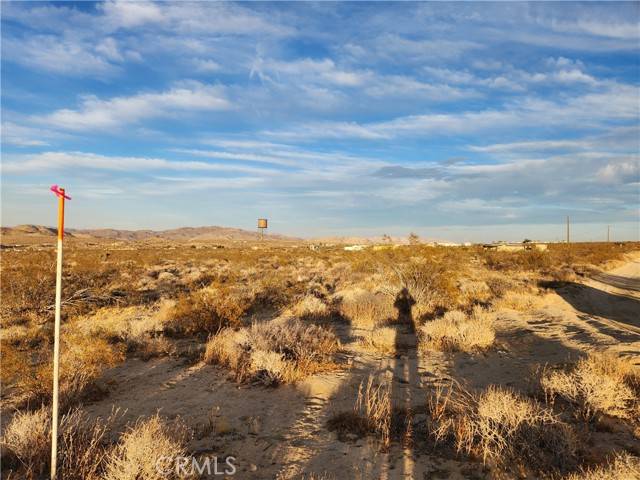 Johnson Valley, CA 92285,52000 Ocotillo